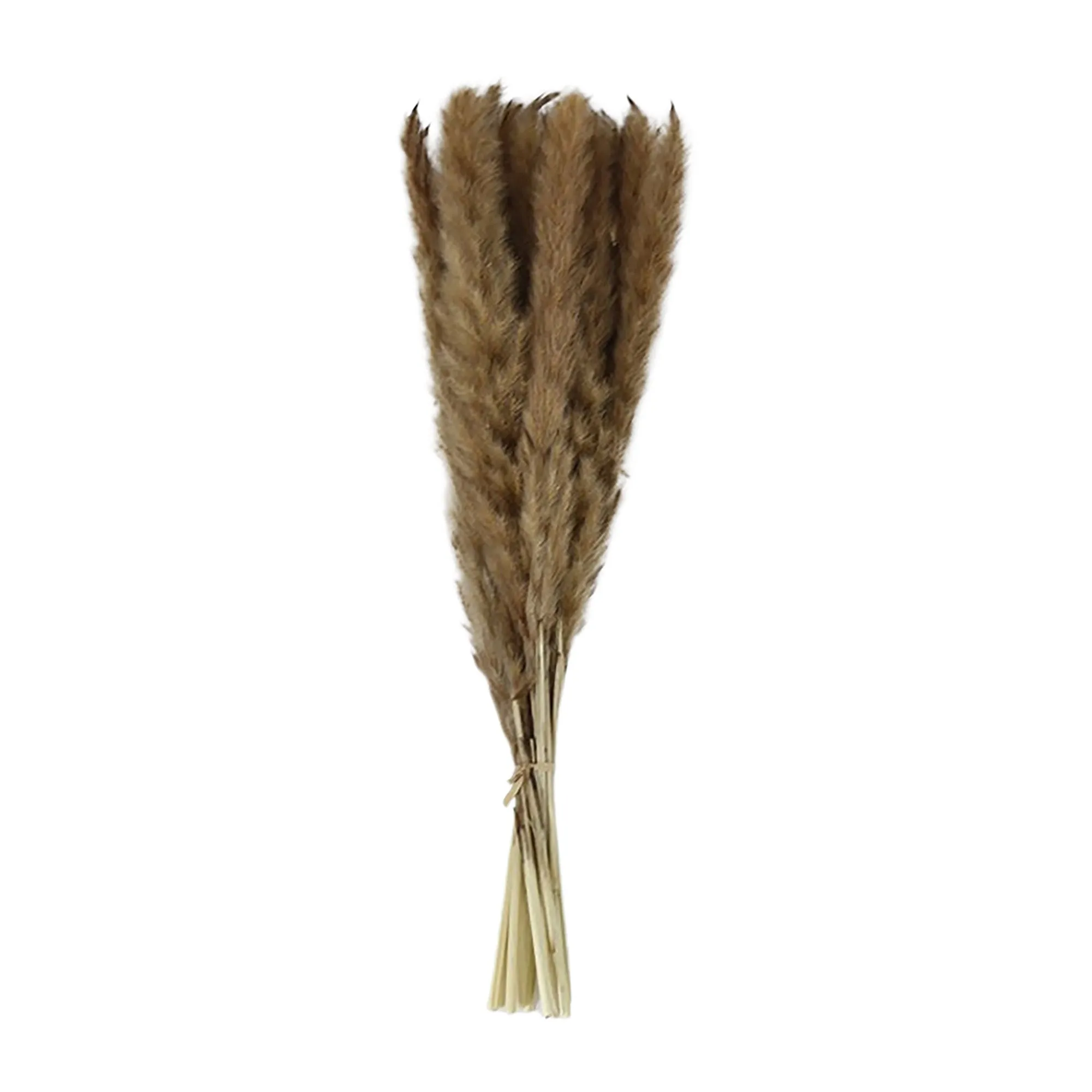 FAQ34228B BROWN FEATHER REED BUNCH